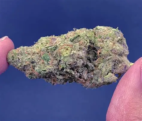 Blue Dream
