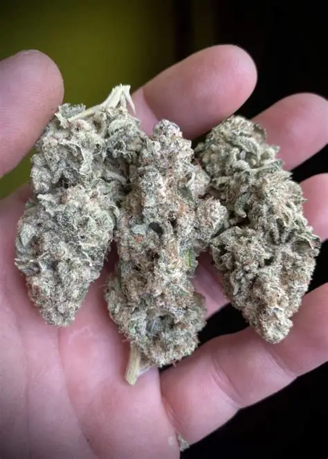 Runtz OG Cannabis
