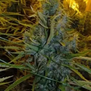 Amnesia Haze