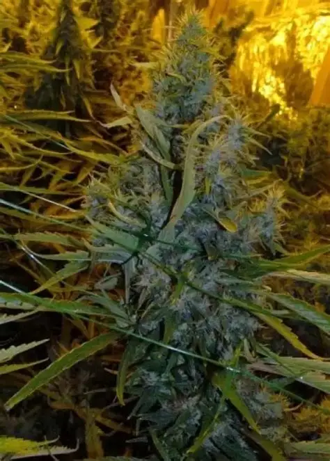 Amnesia Haze