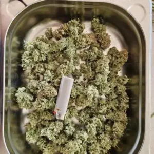 Northern Lights Weed Strain