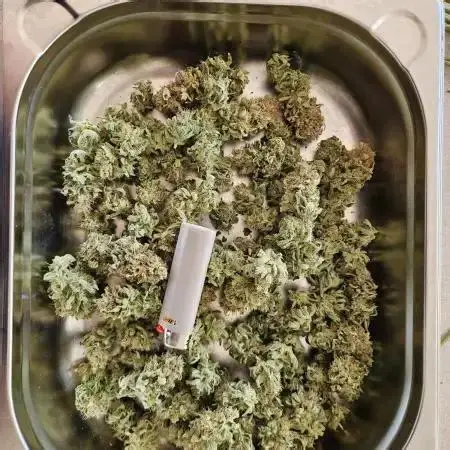 Northern Lights Weed Strain