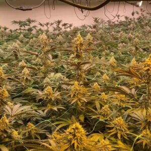 Apple Fritter Strain