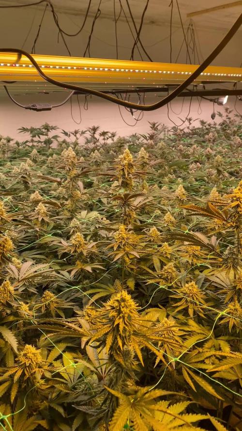 Apple Fritter Strain