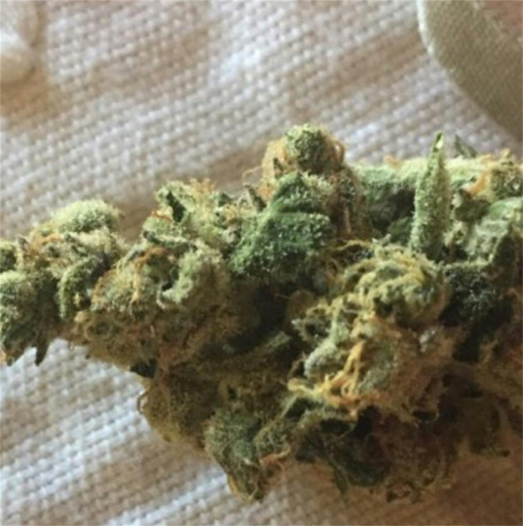 Jack Herer Weed Strain